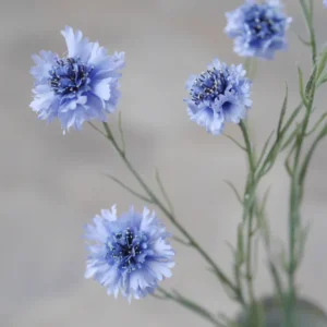 Kornblumen-Zweig · florale Gestaltung / Blütenzweig