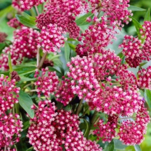 Asclepias (Seidenpflanze) Soulmate Wurzelnackte Pflanzen