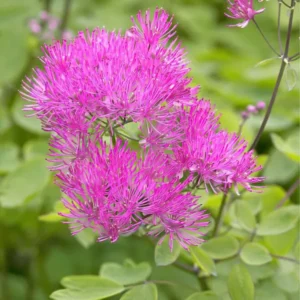 Thalictrum Thundercloud (Wiesenraute) online kaufen