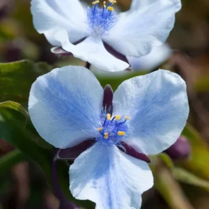 Spinnenlilie Merlot Clusters (Tradescantia) online kaufen