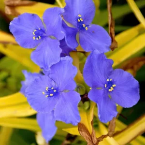 Spinnenlilie Sweet Kate (Tradescantia) kaufen