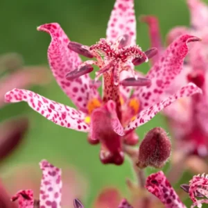 Krötenlilie Macropoda (Tricyrtis) Wurzelnackte Pflanzen