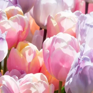 Tulpen Kollektion Perfect Pastel Kaufen