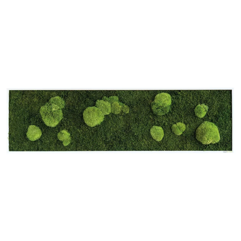 Moosbild Wald- und Ballenmoos 140x40 cm Finestgreen [mc]