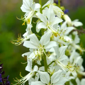 Weißblühender Diptam 'Albiflorus'