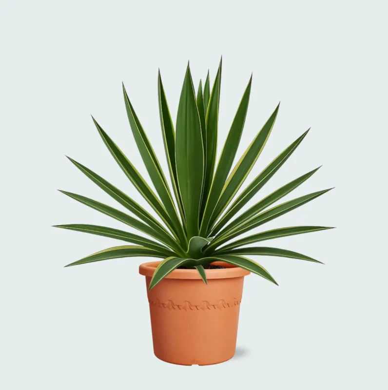 Yucca Gloriosa Variegata - 50cm