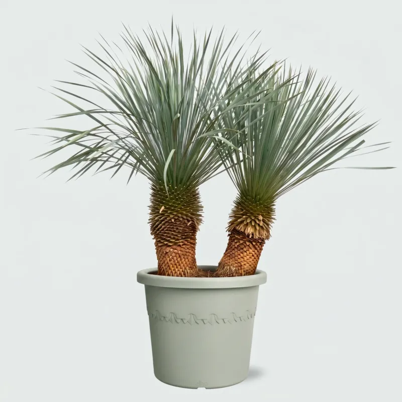 Yucca Rostrata dubbele stam - 150cm