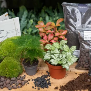 Asparagus - Plant Terrarium Refill & Starter kit - 3 terrarium plants - DIY