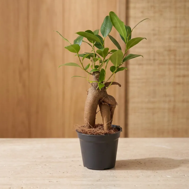 Ficus Ginseng bonsai - Microcarpa - ↑ ca. 15 cm - Ø 6 cm