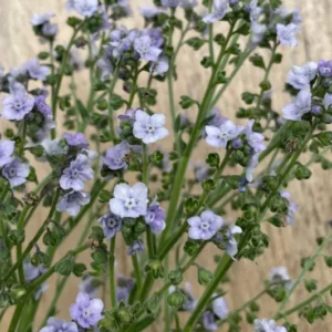 Chinesisches Vergissmeinnicht Ms. Marilyn (Cynoglossum amabile) mit zarten hellblauen Blüten.