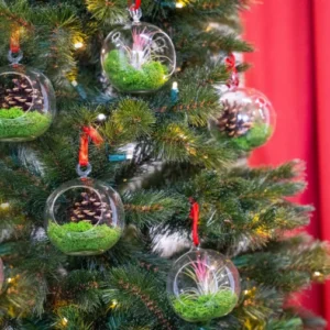 Glass Christmas Ball - Airplant and Reindeer Moss