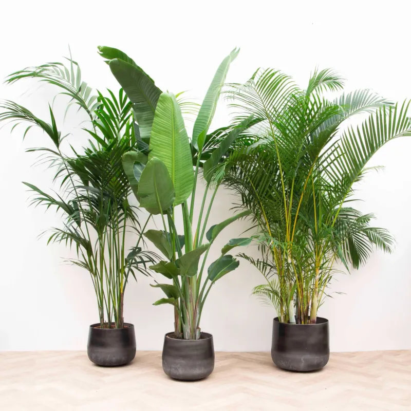 Combi deal XXL - Kentia, Strelitzia Augusta multi stam, Areca - 200-225cm
