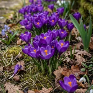 Krokus "Flower Record" – 10 Zwiebeln