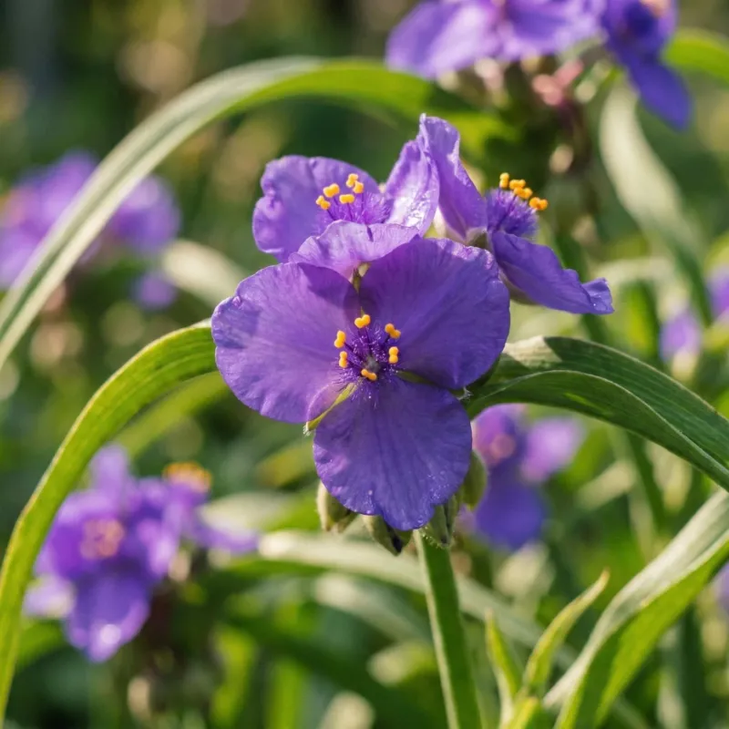 Dreimasterblume, Tradescantia 'Charlotte'