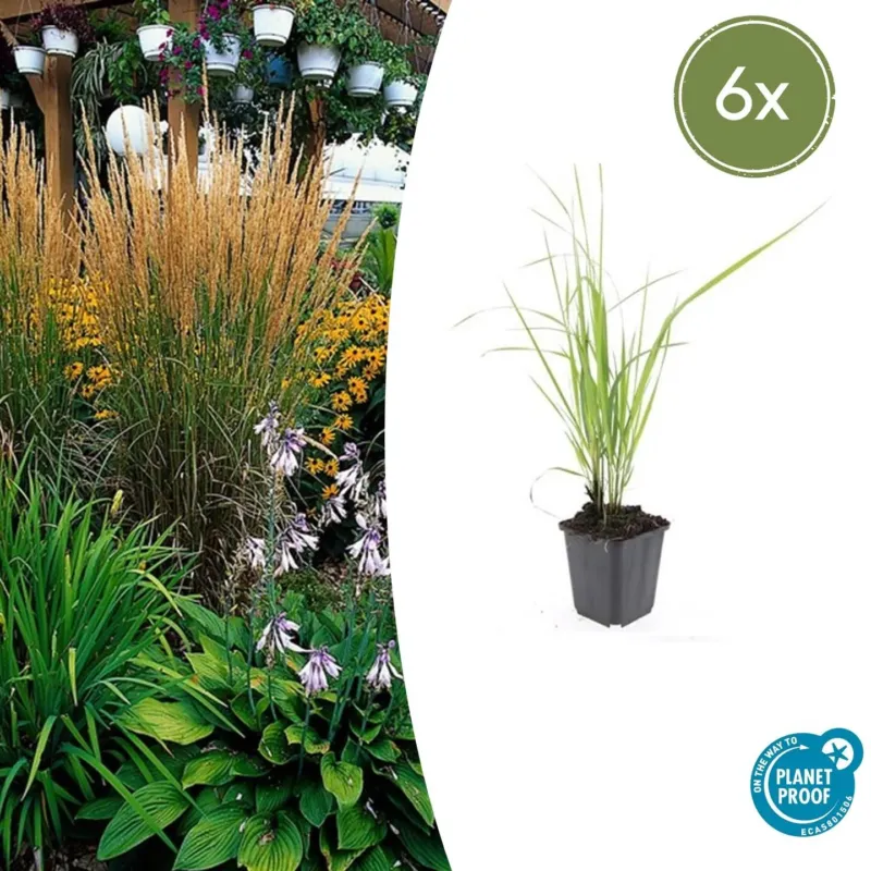 Calamagrostis acutiflora 'Karl Foerster' - 20cm