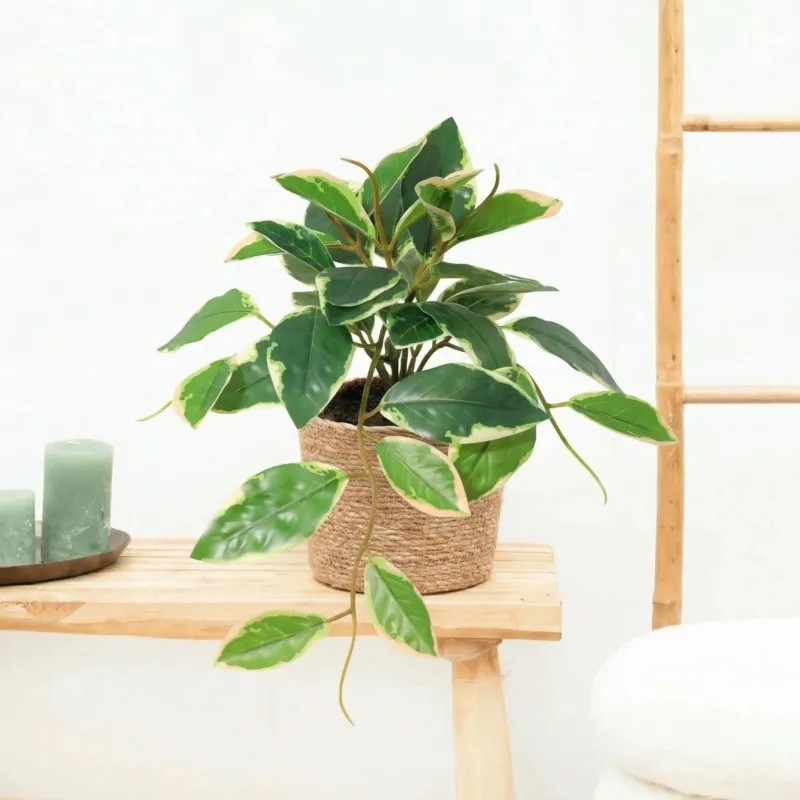 Kunst hang Hoya Variegata - 23cm