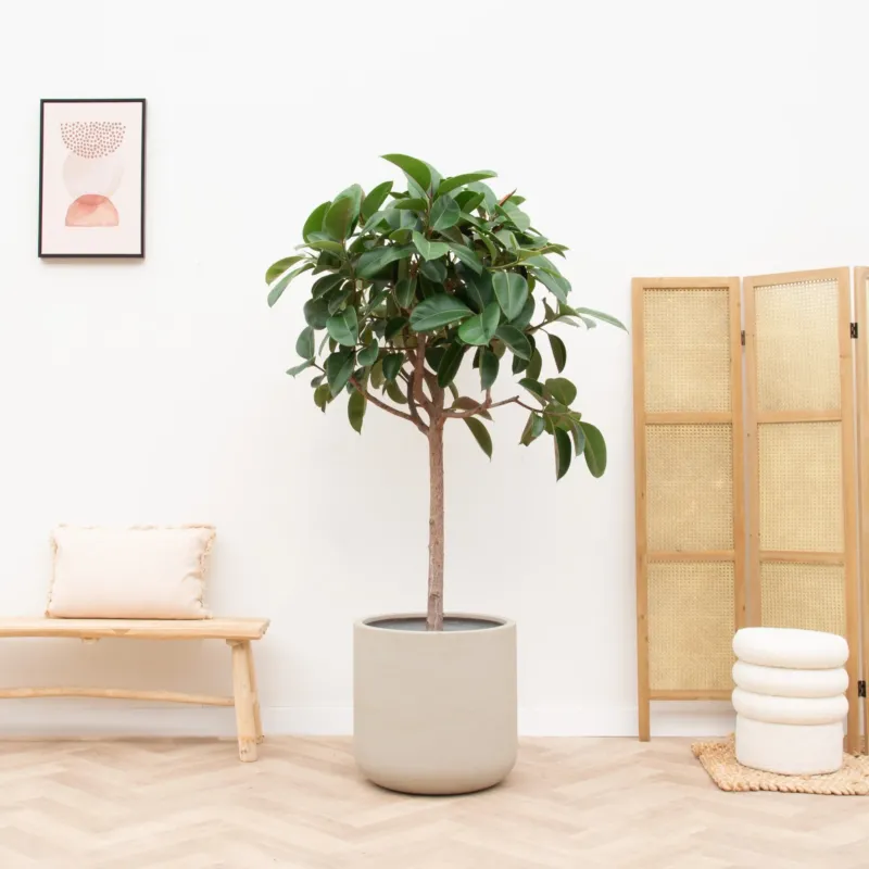 Ficus Elastica Robusta op stam - 180cm