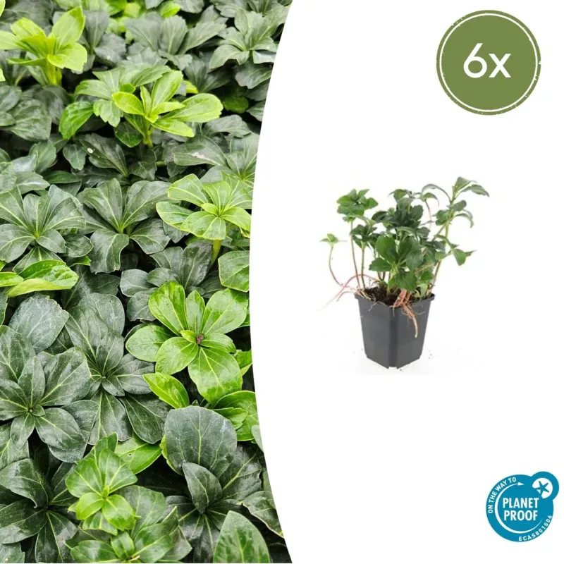 Pachysandra Terminalis 'Green Sheen' - 20cm