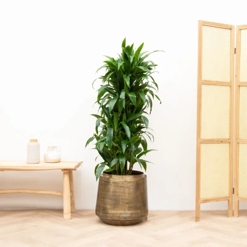 Dracaena Deremensis Janet Lind vertakt - 140cm