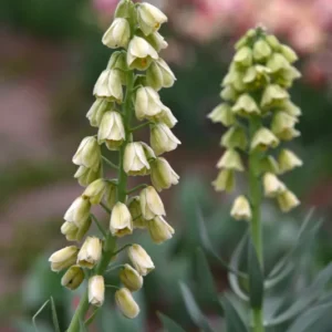 Kaiserkrone "Ivory Bells" – 1 Zwiebel
