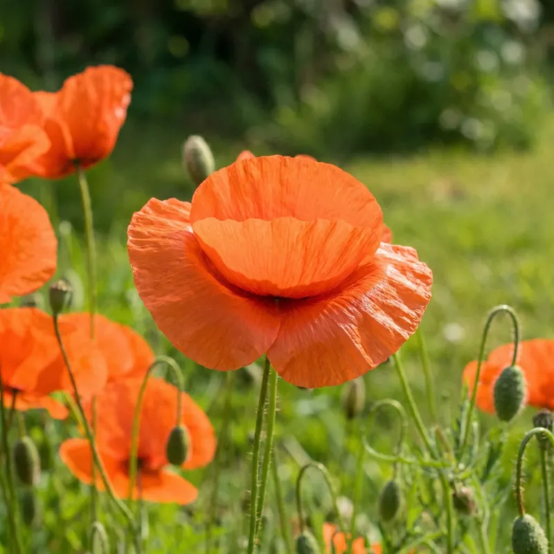 Klatschmohnsamen 'Common poppy' - 700 Bio-Samen