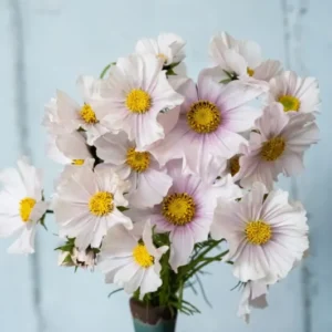 Luftiger Strauß aus hellrosa Kosmeen Tetra Versailles Flush in einer Vase vor hellem Hintergrund im natürlichen Cottage-Garten-Stil.