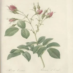 Rose Illustration, Pierre Joseph Redoute (76)