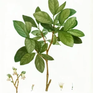 Eastern Leatherwood, Pierre Joseph Redoute