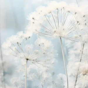 Frosty Botanical Queen Annes Lace 2