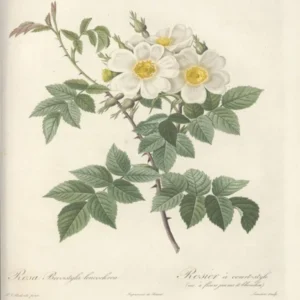Rose Illustration, Pierre Joseph Redoute (83)