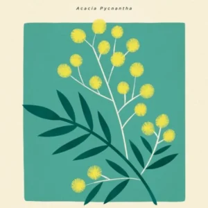 Vintage Green And Yellow Golden Wattle Flower Of Australia