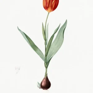 Tulip Illustration From Les Liliacées, Pierre Joseph Redouté