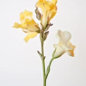 Pressed Flower Botanical Art Freesia 3