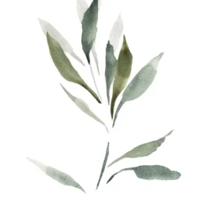Watercolor Leaf, Olive Branch 1