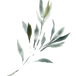 Watercolor Leaf, Olive Branch 3