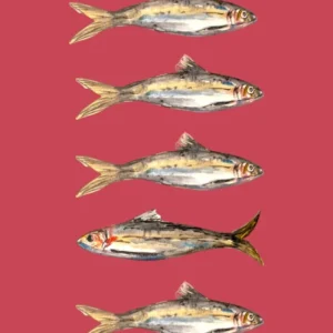 Sardines Fish Kitchen Illustration Watercolour