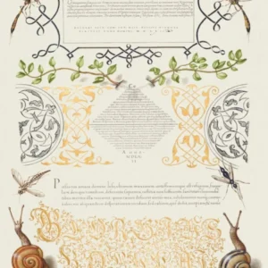 Insects, Basil Thyme, And Land Snails From Mira Calligraphiae Monumenta, Joris Hoefnagel