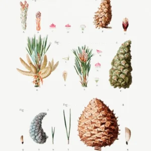 Red Pine, Black Pine, Jack Pine And Mountain Pine, Pierre Joseph Redoute