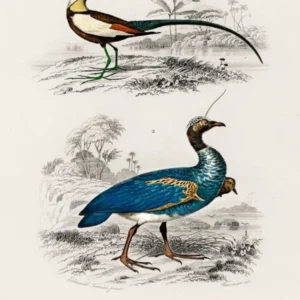 Different Types Of Birds, Charles Dessalines D'Orbigny 20