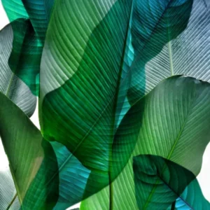 Bali Palm Leaves Blue And Green