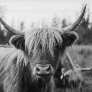 Highland Cow Black And White Animal