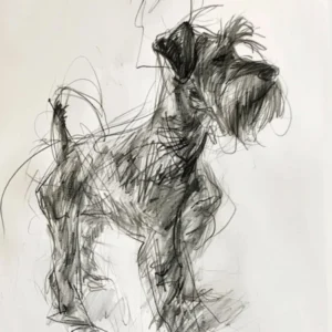 Minature Schnauzer Dog Charcoal Line 2