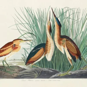 Least Bittern, Birds Of America, John James Audubon