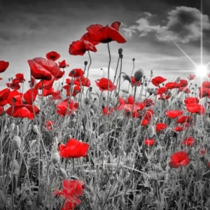 Idyllic Field of Poppies with Sun