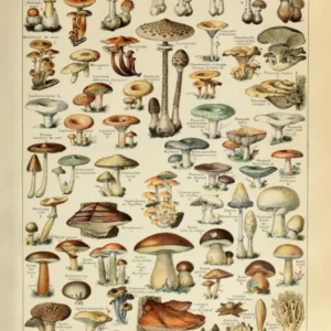 Adolphe Millot Champignons Pour Tous