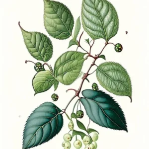Snowberry Leaf Vintage Botanical 5