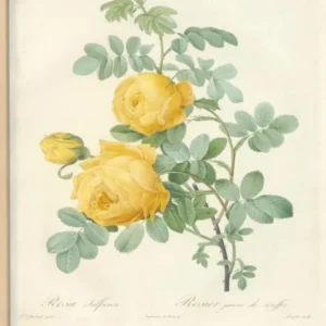 Rose Illustration, Pierre Joseph Redoute (9)