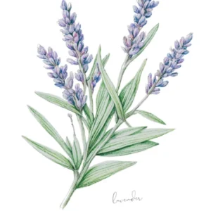 Lavender Herb Sprig - Botanical Wall Print Set | Floral Collection