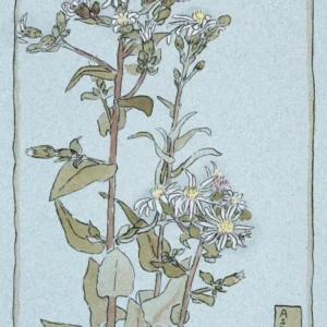 Aster On Green Ground (1915), Hannah Borger Overbeck