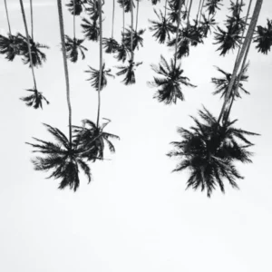 Palm Trees Up Side Down Black White